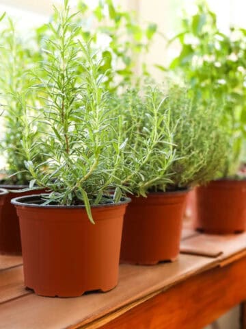 Potted indoor herbs growing in small brown containers lined up on a wooden table near a sunny window.