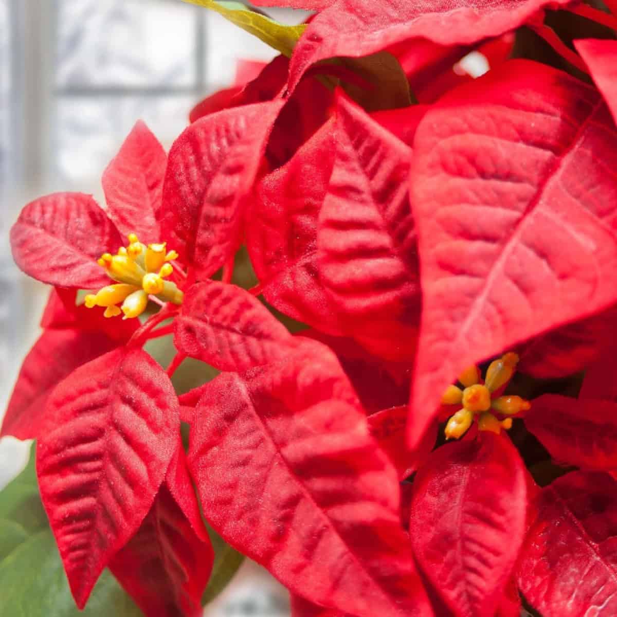 Bright red poinsettia plant with vivid leaves and small yellow flower centers.
