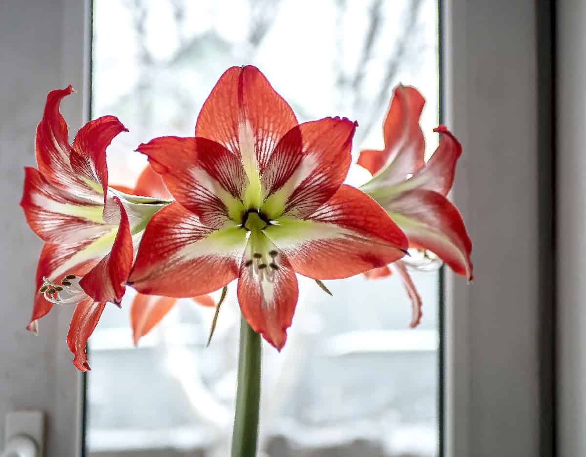 Red and white amaryllis flower blooming indoors in front of a winter window background.