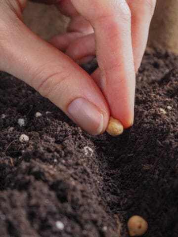 Close-up of a hand planting an organic seed into rich garden soil for natural gardening.