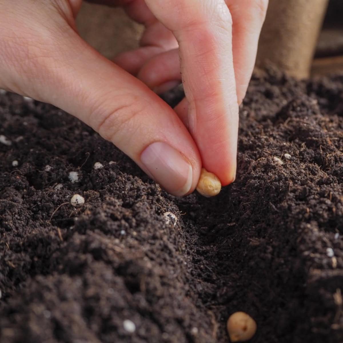 Simple Strategies for Growing Your Own Organic Seeds