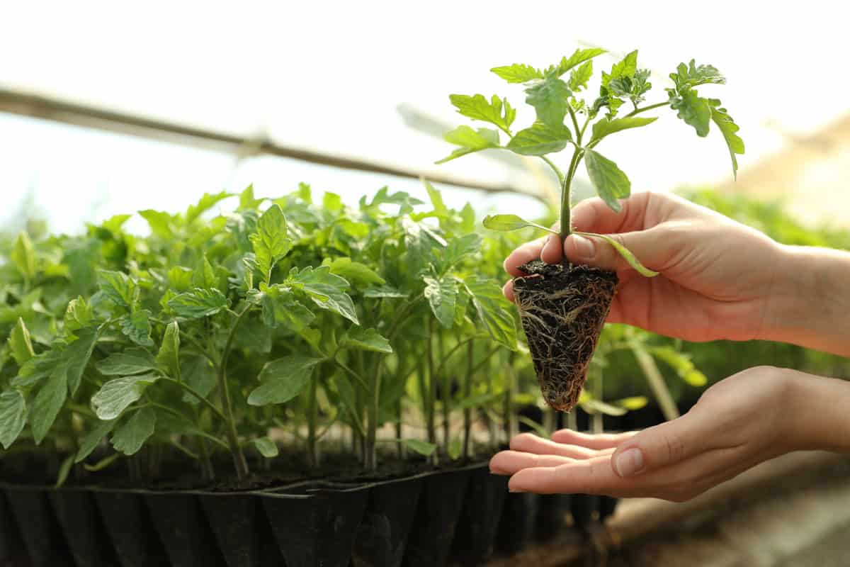 Hands holding a healthy organic seedling with visible roots before transplanting in a greenhouse.
