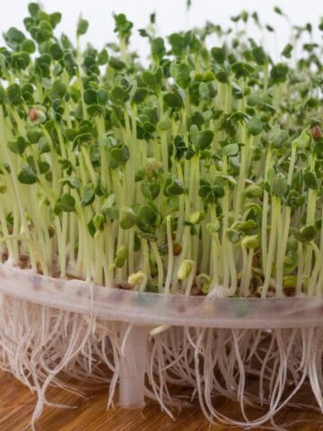 Broccoli sprouts clustered closely in a shallow plastic tray, showing pale stems, green leaves, and visible roots.