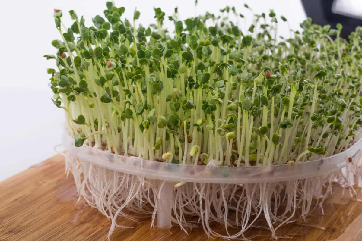 Broccoli sprouts growing densely in a shallow plastic tray, with pale stems, green leaves, and visible roots.