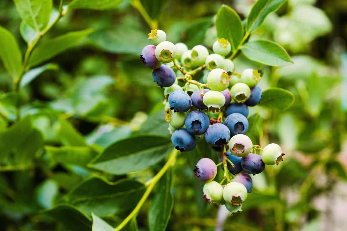Cluster of ripening blueberries on a leafy bush.