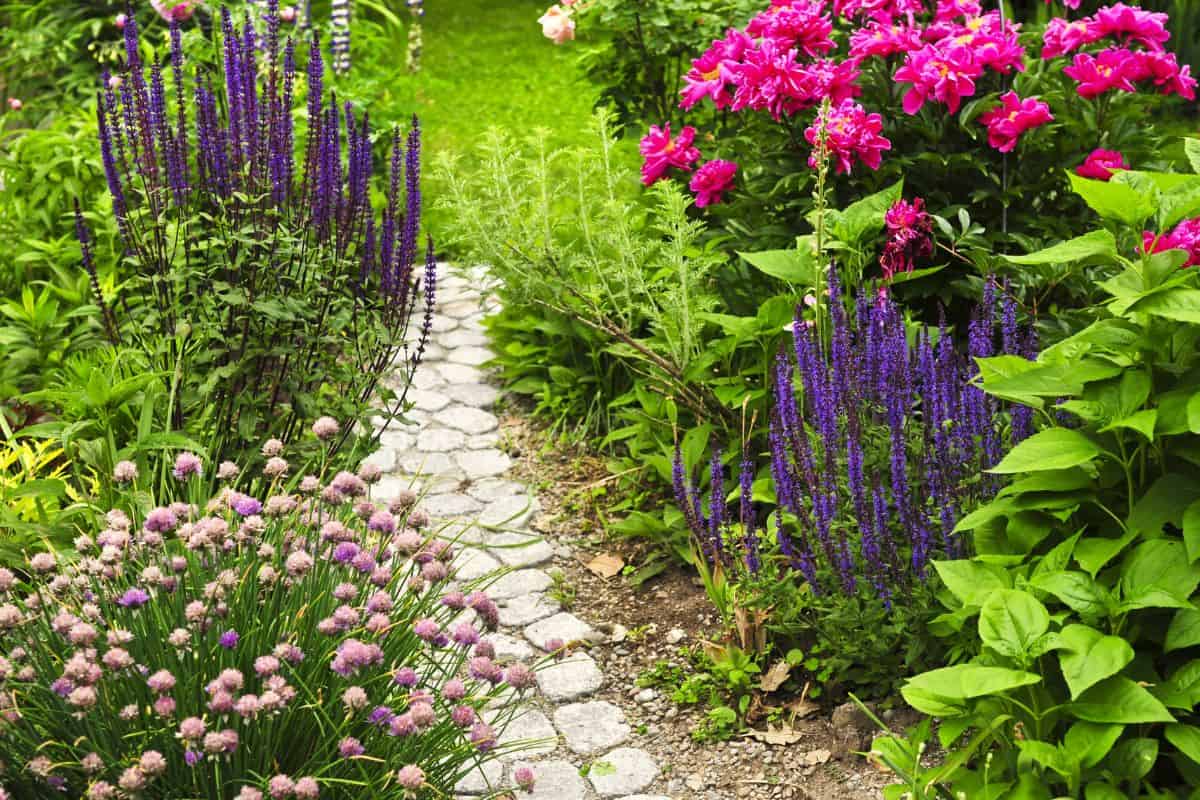 A winding stone garden path bordered by lush green foliage, purple flowering plants, and vibrant pink peonies.