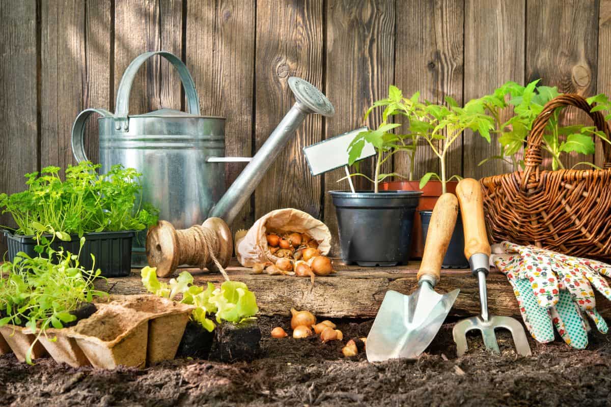 Gardening tools, seedlings, and onion bulbs arranged on soil in front of a rustic wooden fence.
