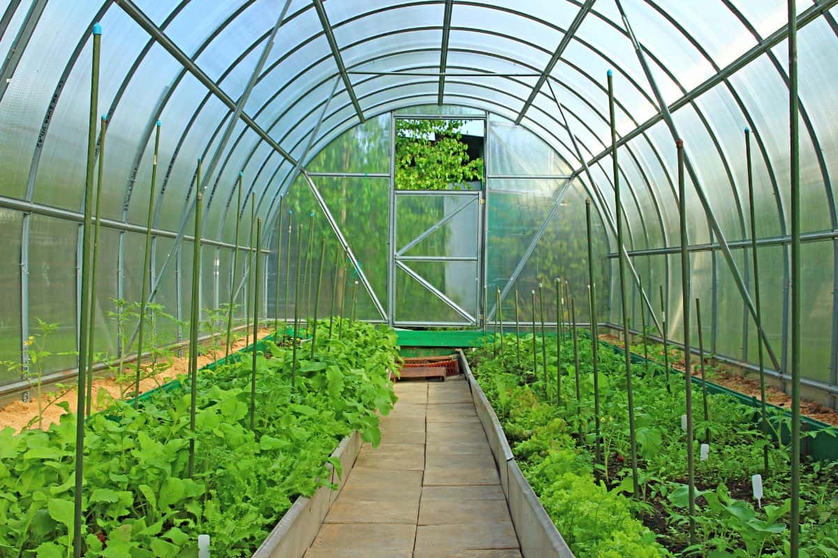 A greenhouse interior with raised garden beds filled with leafy green plants growing along a central walkway.
