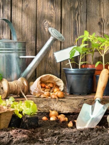 Gardening tools, sprouting seedlings, and onion bulbs placed on soil before a rustic wooden fence.