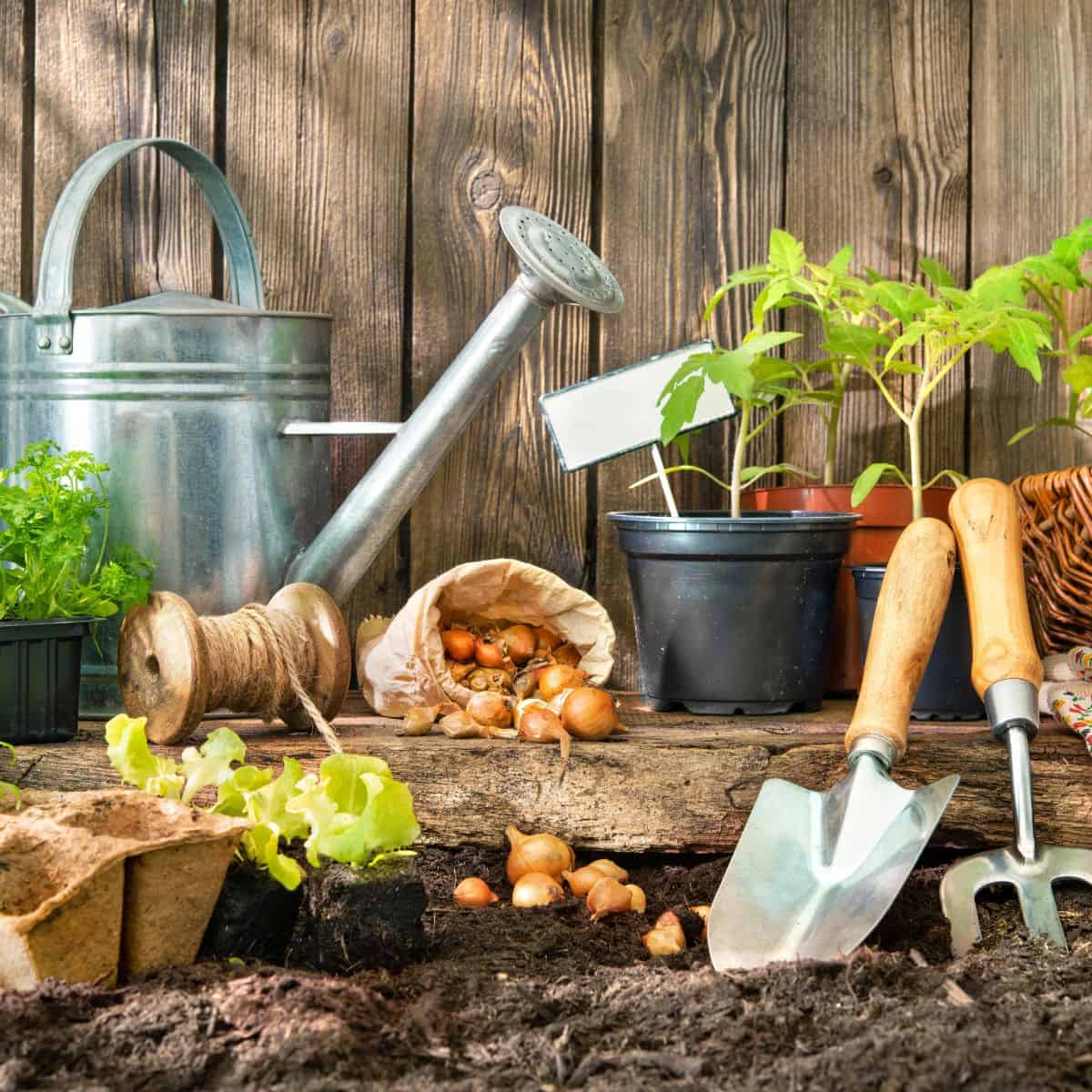 Gardening tools, sprouting seedlings, and onion bulbs placed on soil before a rustic wooden fence.
