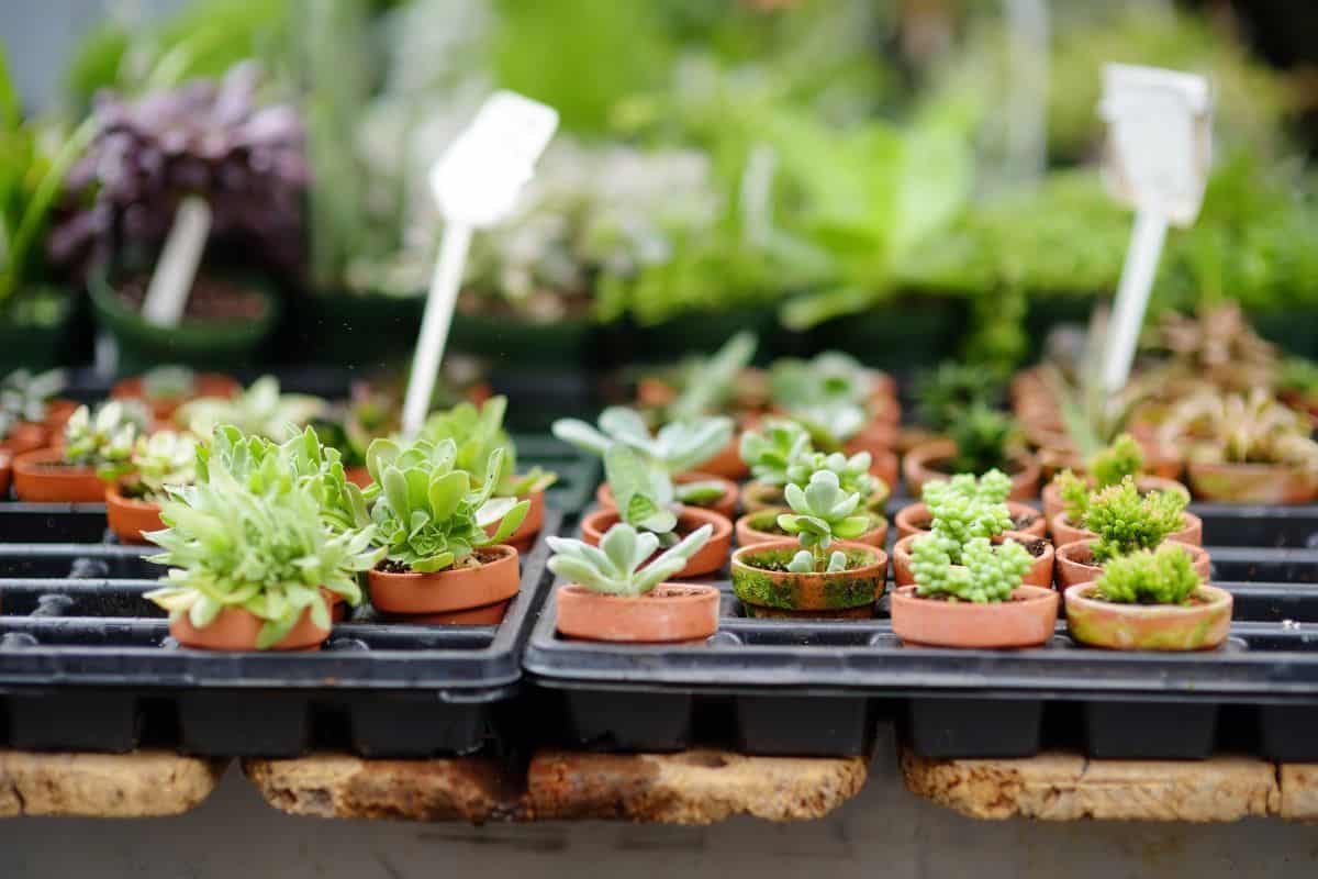 Small potted succulents arranged in trays on a greenhouse bench.