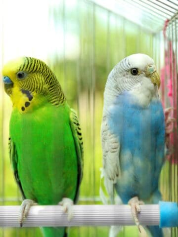 Two brightly colored budgies sitting on a perch inside a wire cage.