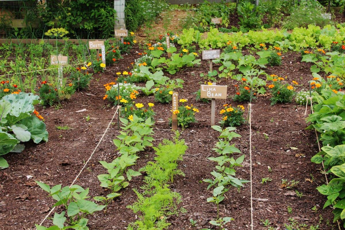 A well-organized potager garden with labeled rows of beans, carrots, beets, squash, and other vegetables mixed with bright marigolds.