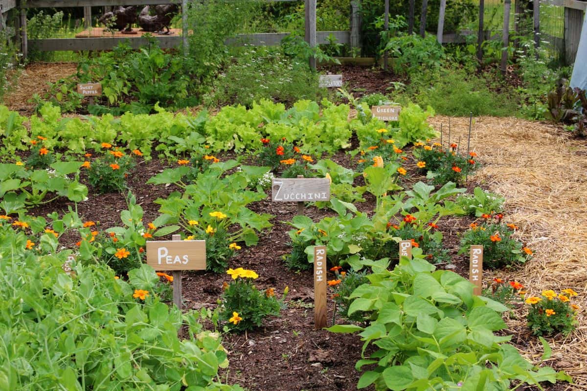 A tidy potager garden with labeled vegetable beds of peas, zucchini, radishes, and lettuce interplanted with orange marigolds.