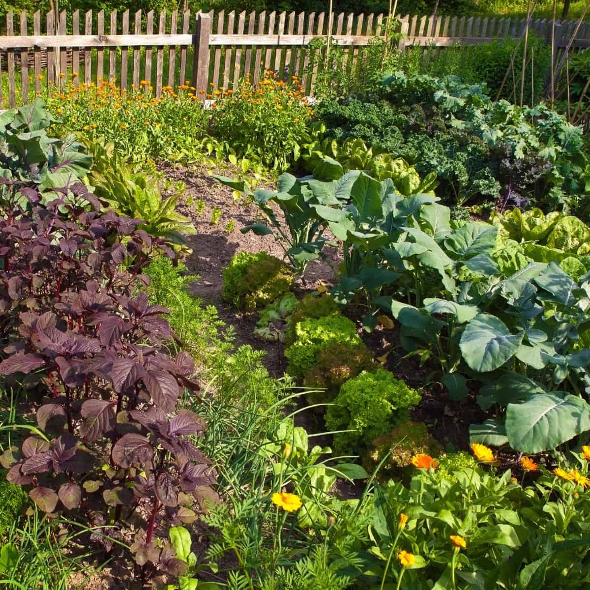 A vibrant potager garden featuring tidy rows of leafy greens, cabbages, herbs, and edible flowers next to a wooden fence.