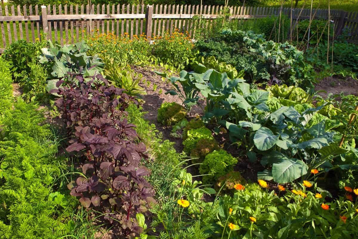 A lush potager garden with neatly arranged rows of leafy greens, cabbages, herbs, and edible flowers beside a wooden fence.