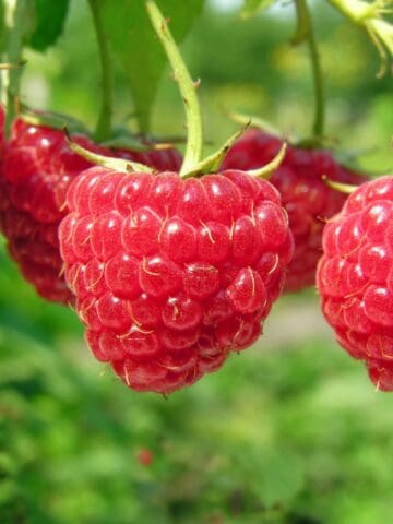 Close-up view of fresh, ripe red raspberries growing on a garden bush.