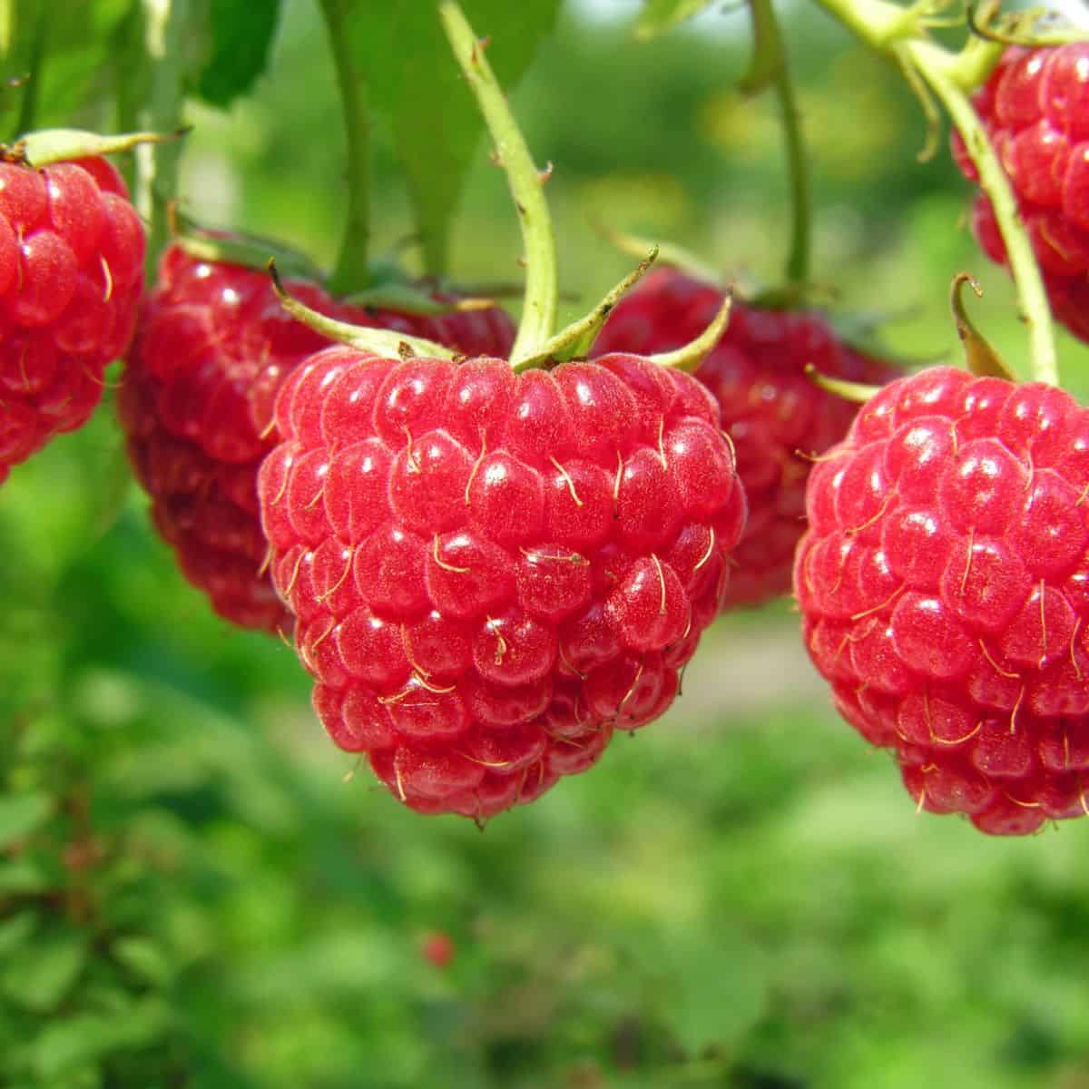 Close-up view of fresh, ripe red raspberries growing on a garden bush.