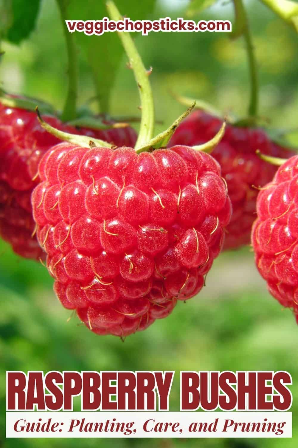 Close-up view of fresh red raspberries growing on a garden bush.