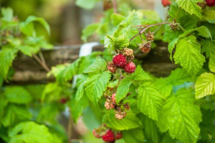 Raspberry Bushes Guide: Planting, Care, and Pruning - Veggie Chopsticks