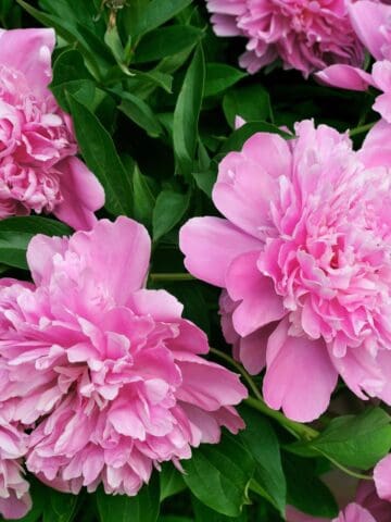 Close-up view of vibrant pink peony blossoms at peak bloom, framed by rich green foliage.