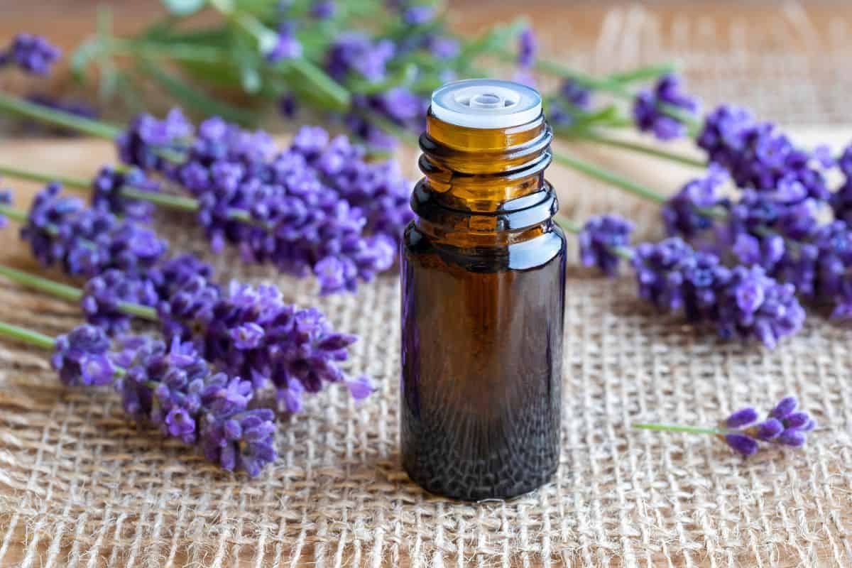 An essential oil bottle sits on burlap surrounded by fresh lavender sprigs.
