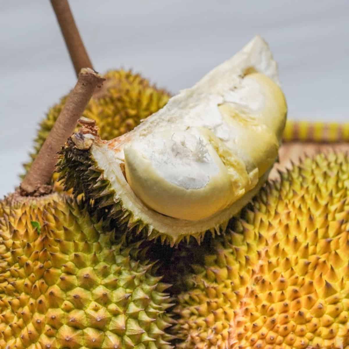 Whole ripe durians with a cut section displaying pale creamy flesh and the spiky outer shell.