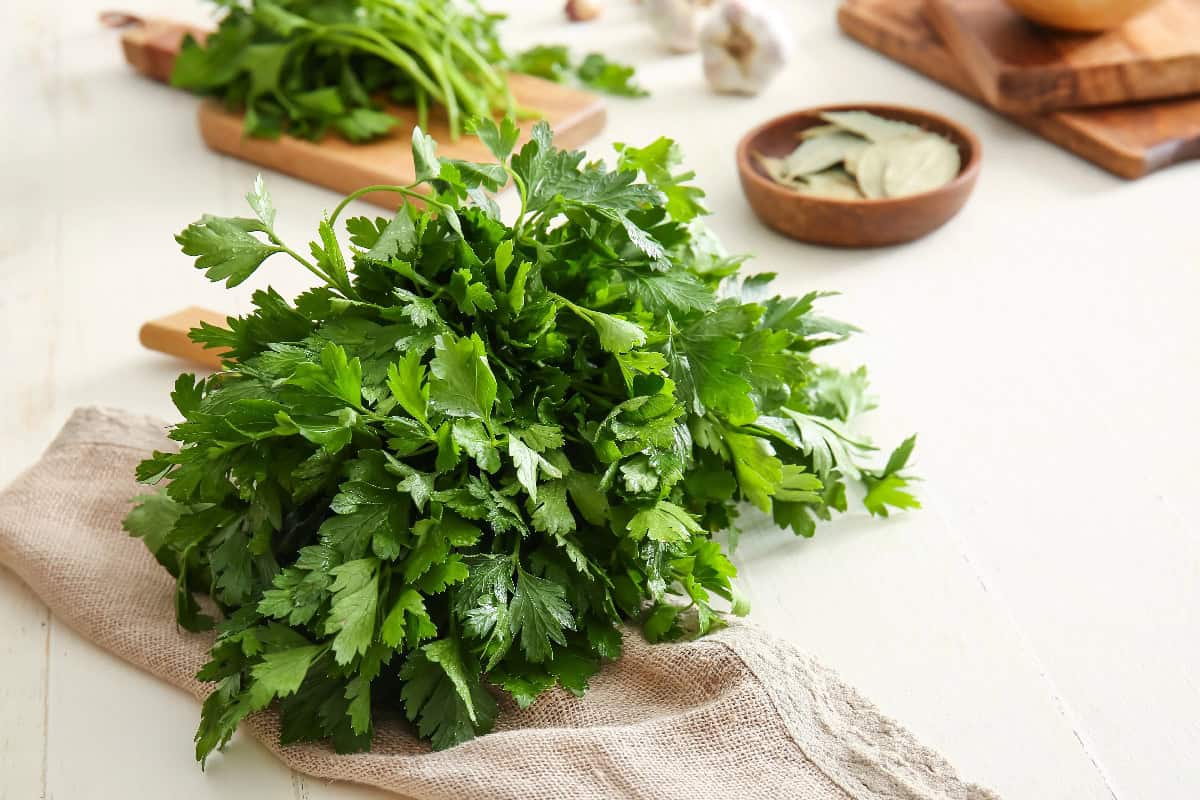 A bunch of fresh flat-leaf parsley on a cloth with garlic and herbs in the background.