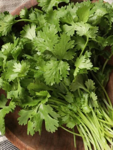 Fresh cilantro bunch on a wooden plate showing its rounded leaves.