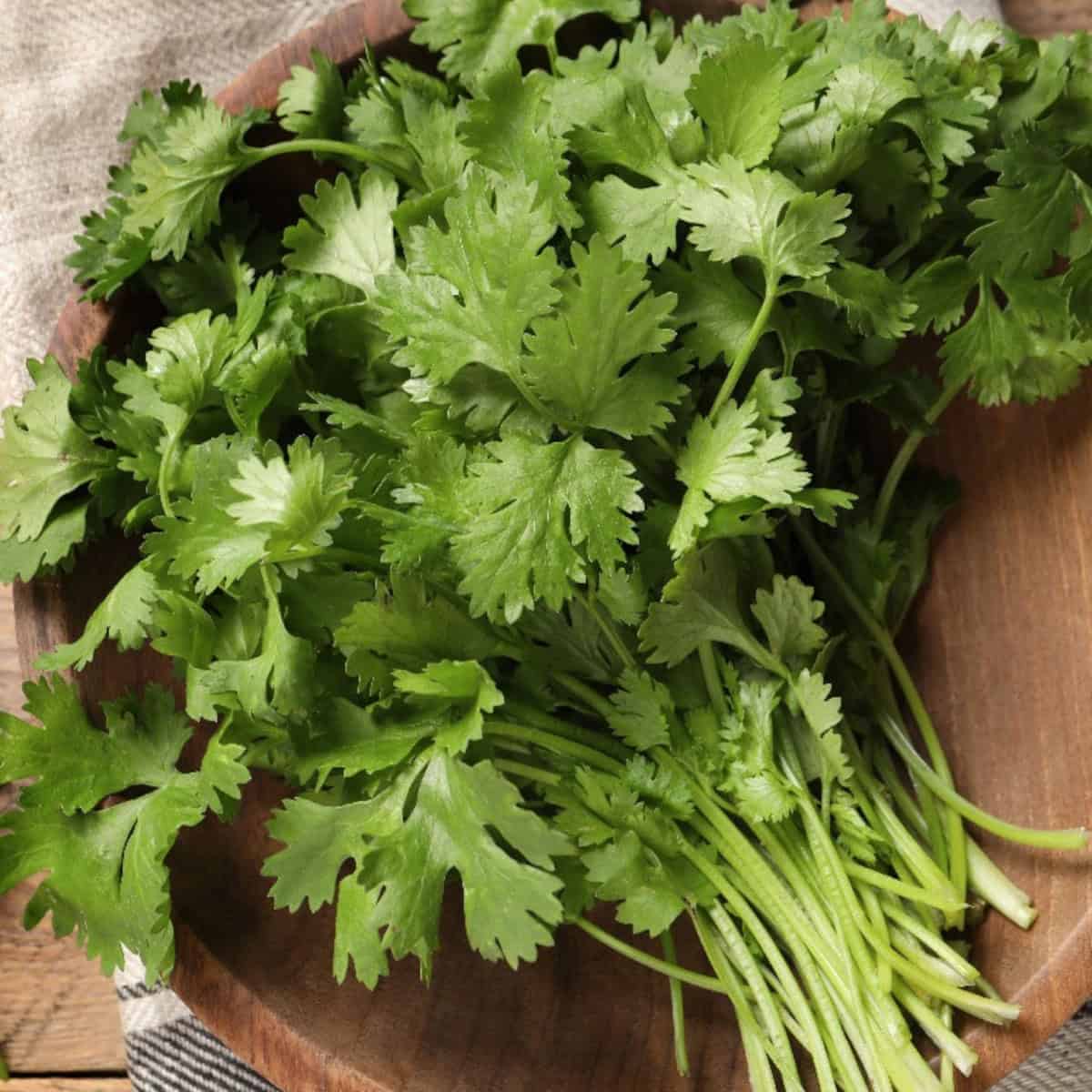 Fresh cilantro bunch on a wooden plate showing its rounded leaves.