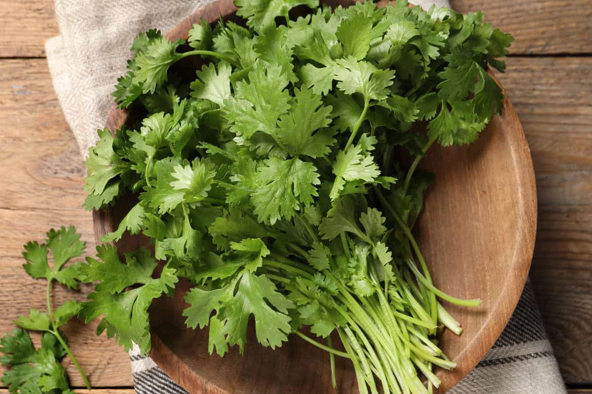 Fresh cilantro bunch on a wooden plate showing its rounded, delicate leaves.