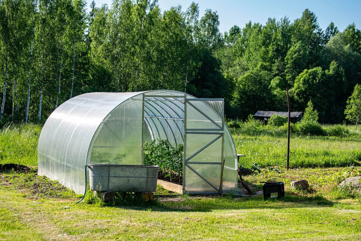 Polycarbonate greenhouse in a backyard garden for protecting vegetables and extending the growing season.